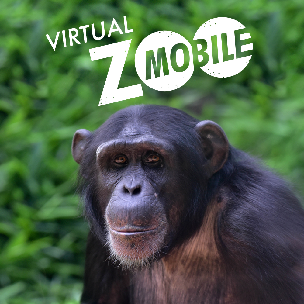 Virtual ZOOMobile Chimpanzees