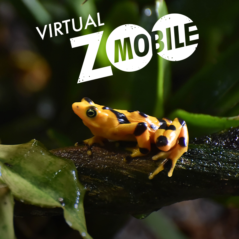 Virtual ZOOMobile Panamanian Golden Frogs