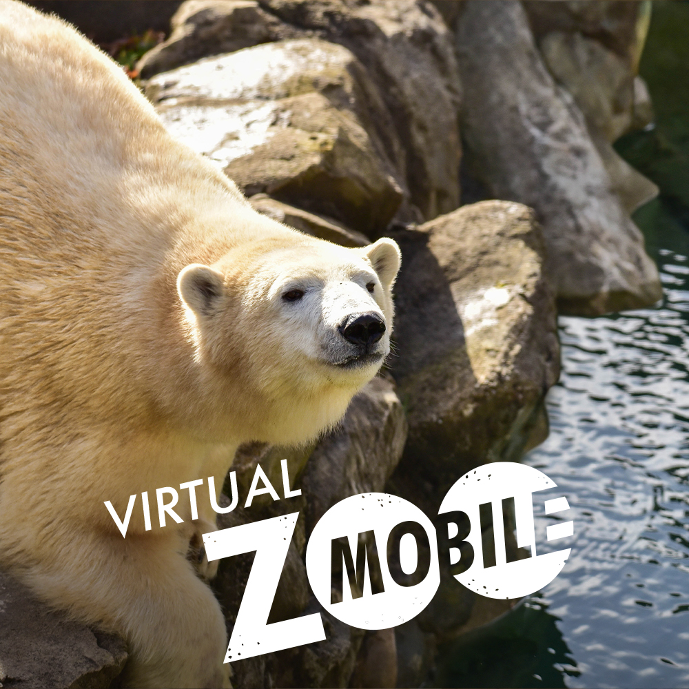 Virtual ZOOMobile Polar Bears