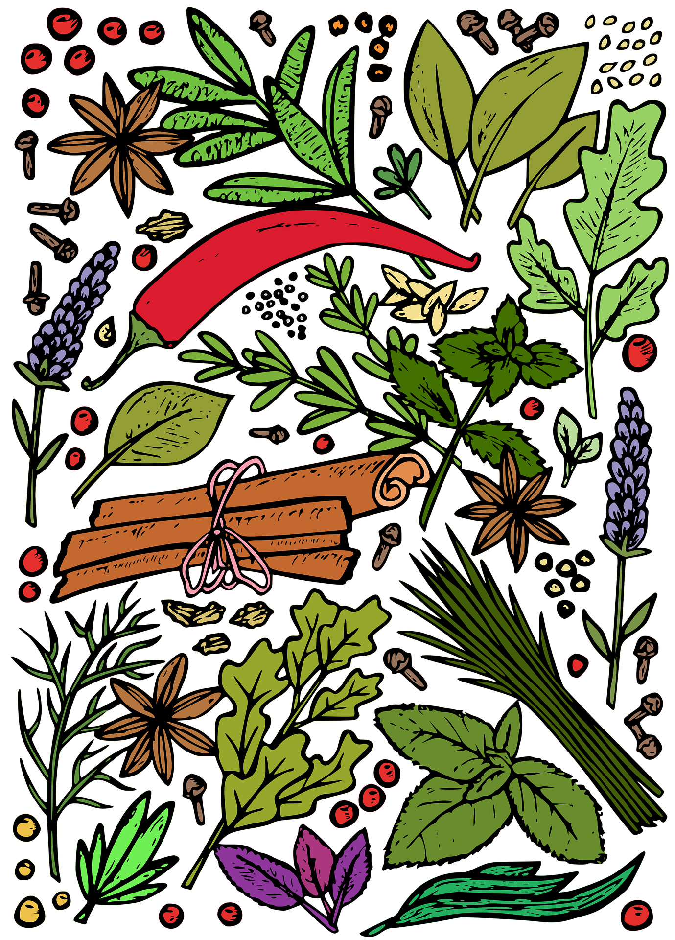 Drawing of herbs and spices including cinnamon, basil, parsley and lavender