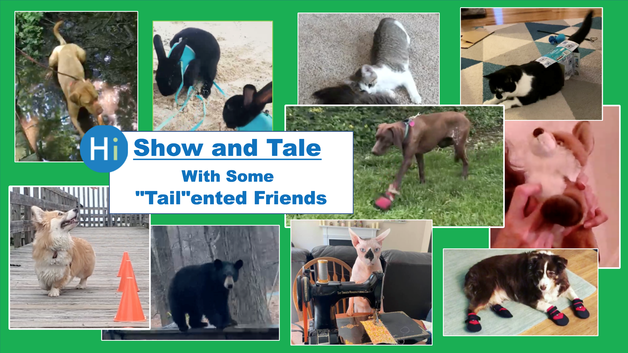 Show and Tale (With Some "Tail"ented Friends) 