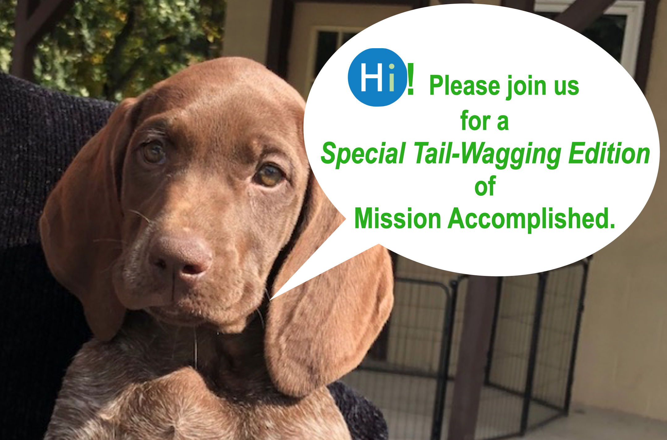 Mission Accomplished Special Tail-Wagging Edition 