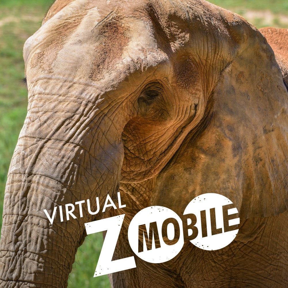 Close-up photo of an elephant's face with the words "Virtual Zoomobile" in white.