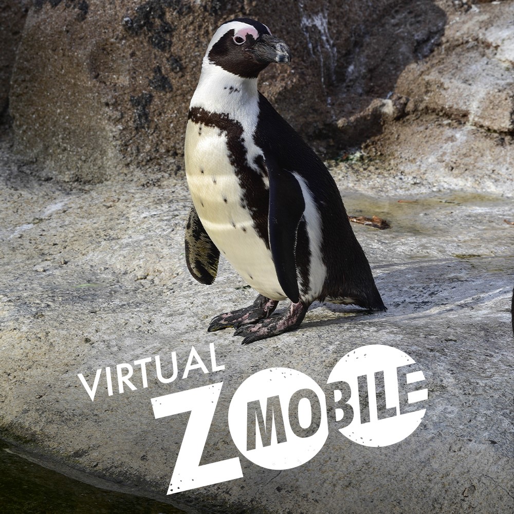 Photo of an African penguin on a rocky background with the words "Virtual Zoomobile" in white across the bottom