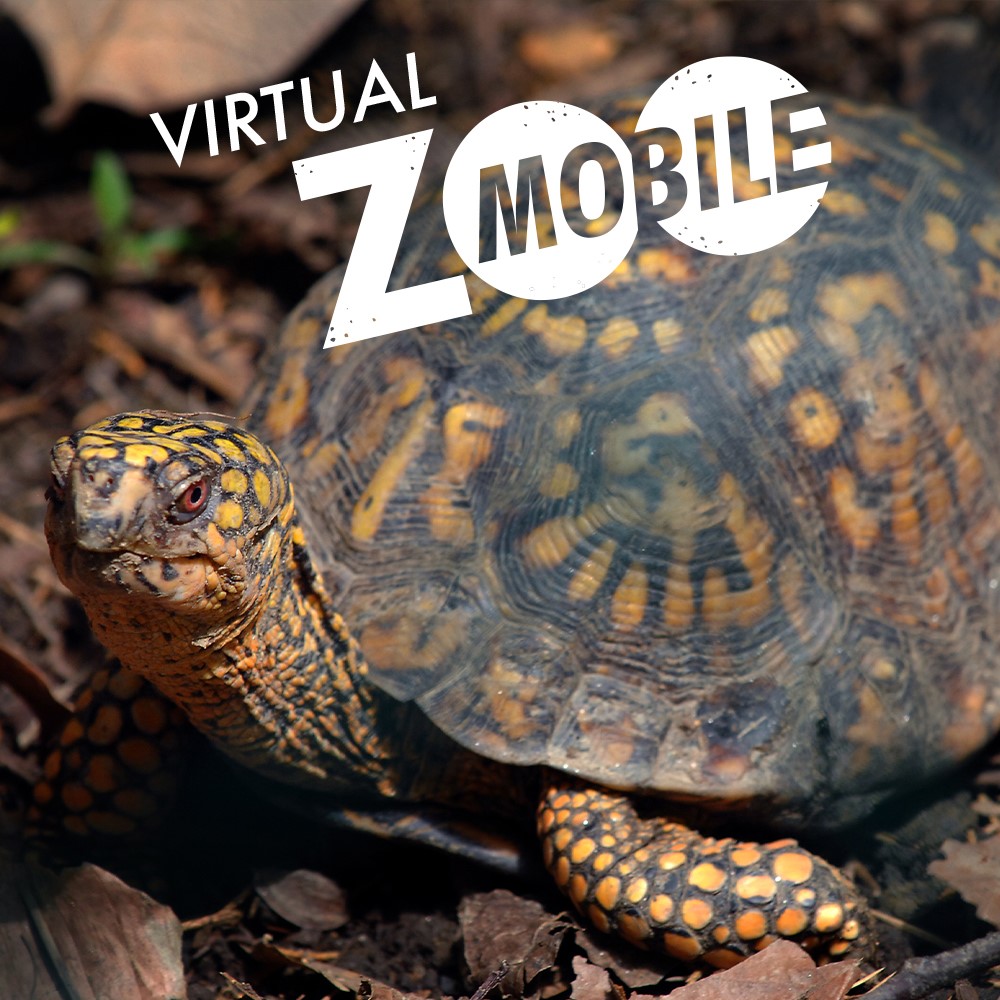 Close-up photo of a turtle with the words "Virtual Zoomobile" in white at the top.