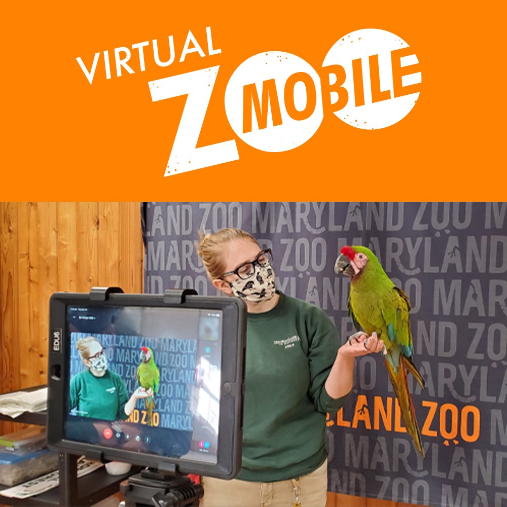 A tablet streaming a Zoo Educator holding a large green parrot. A banner across the top says "Virtual Zoomobile" in white on an orange background.