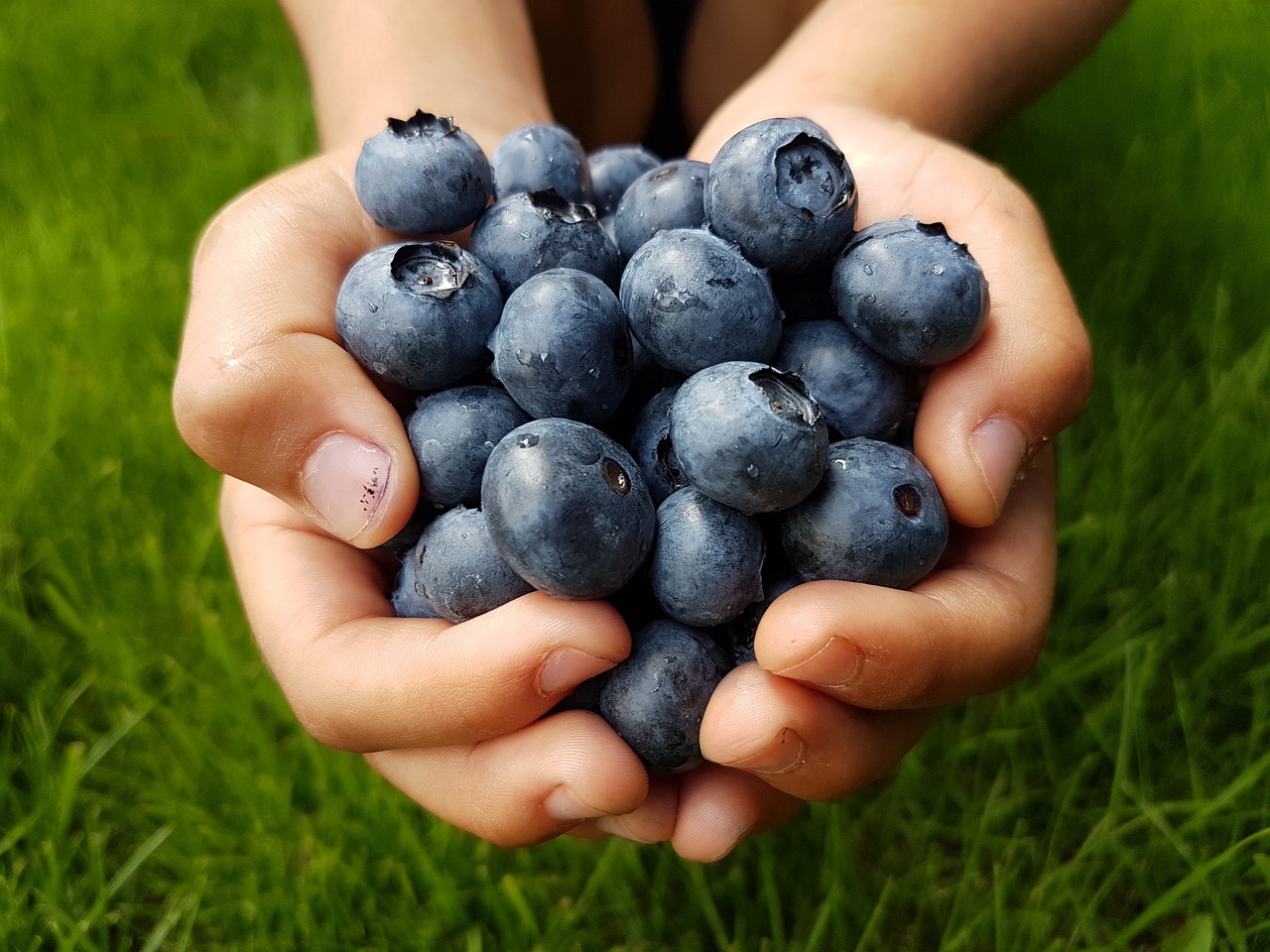 hands holding a pile of blueberries