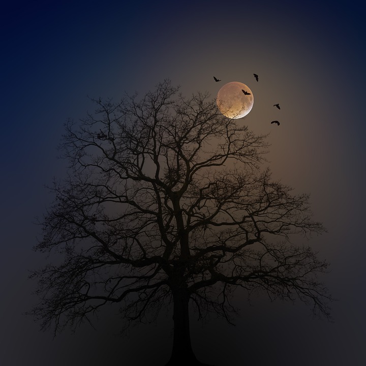 tree at night with birds and moon