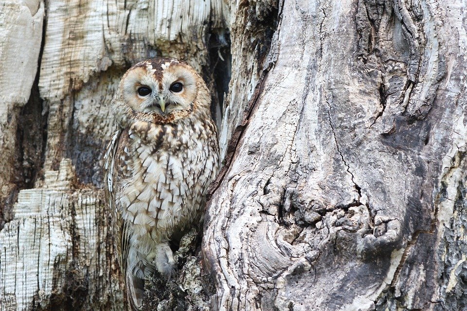 hidden grey and brown owl camouflaged in front of tree bark 