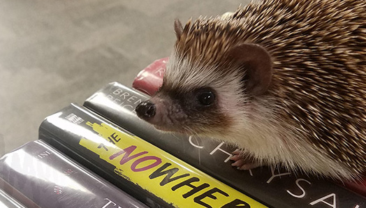 Picture of an African pygmy hedgehog sitting on top of a row of book spines