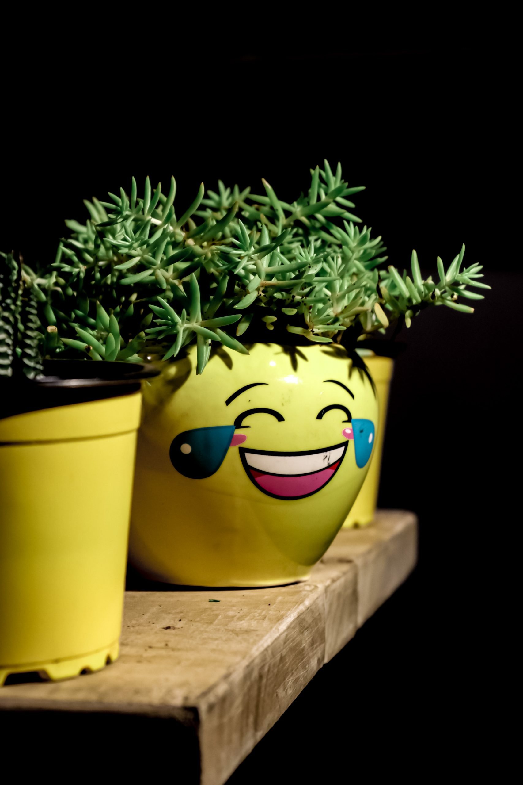 a small green plant in a yellow pot with a picture of a crying-laughing emoji on it