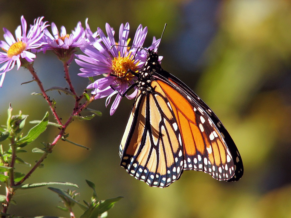 orange monarch butterfly on purple flower