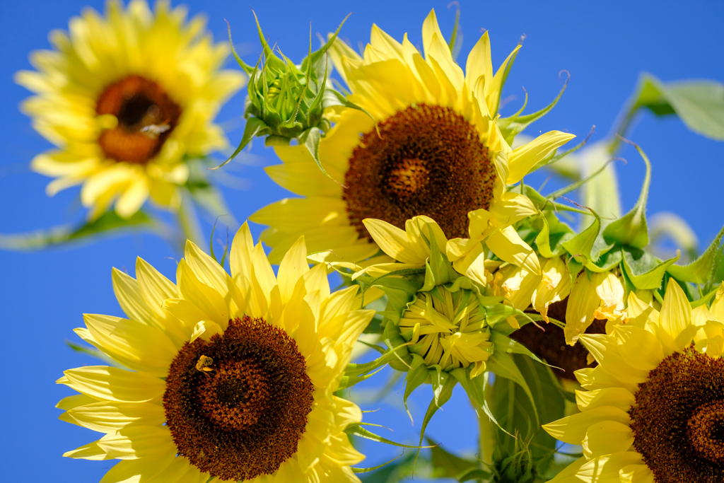 photo of sunflower blooms