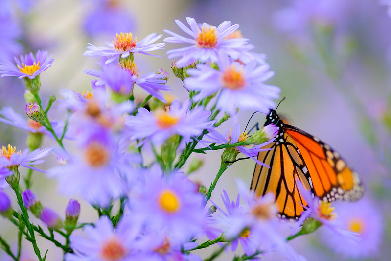 Monarch enjoys a native aster in our Enchanted Garden.