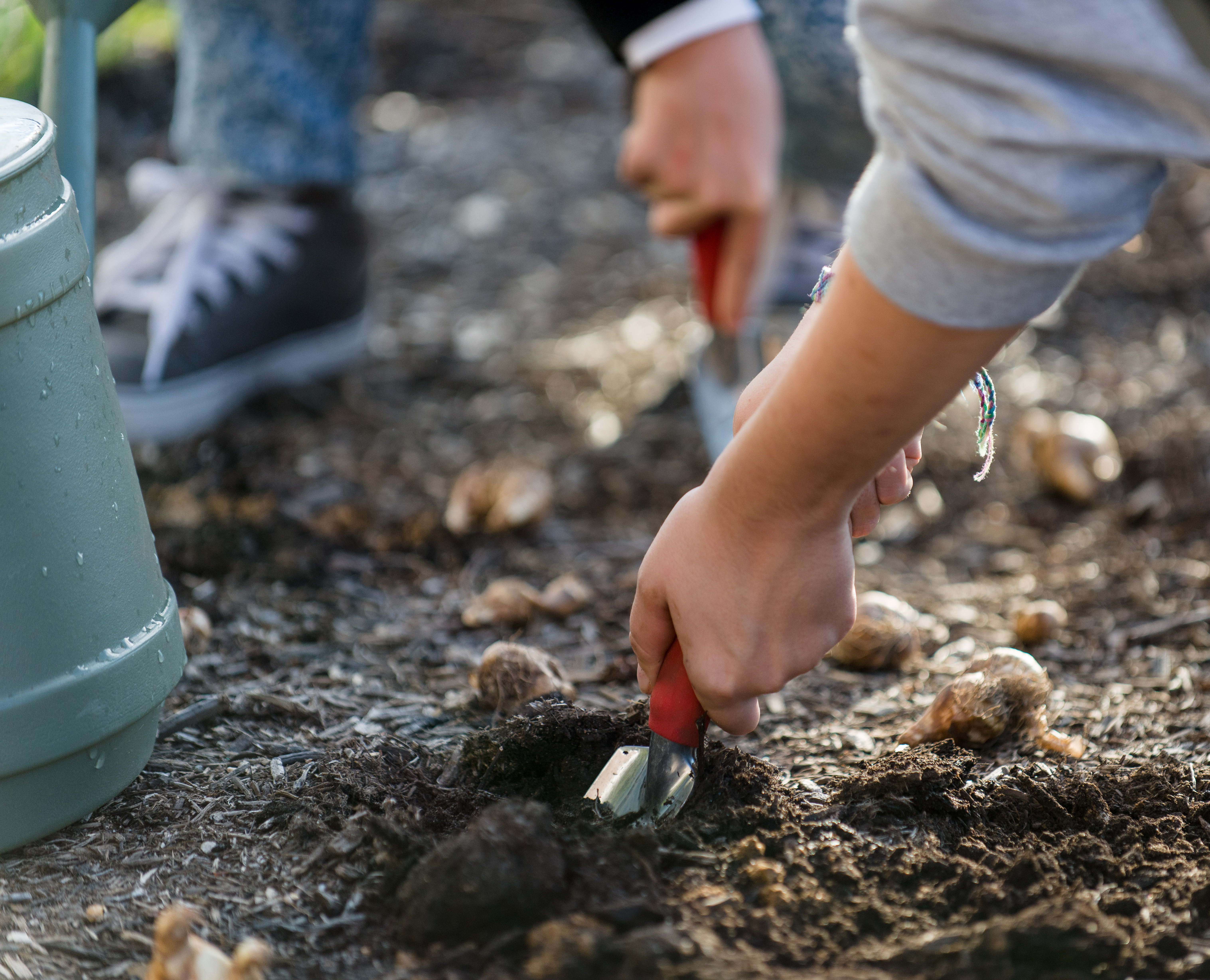 Image of hands holding trowels, digging holes for bulbs in the soil.