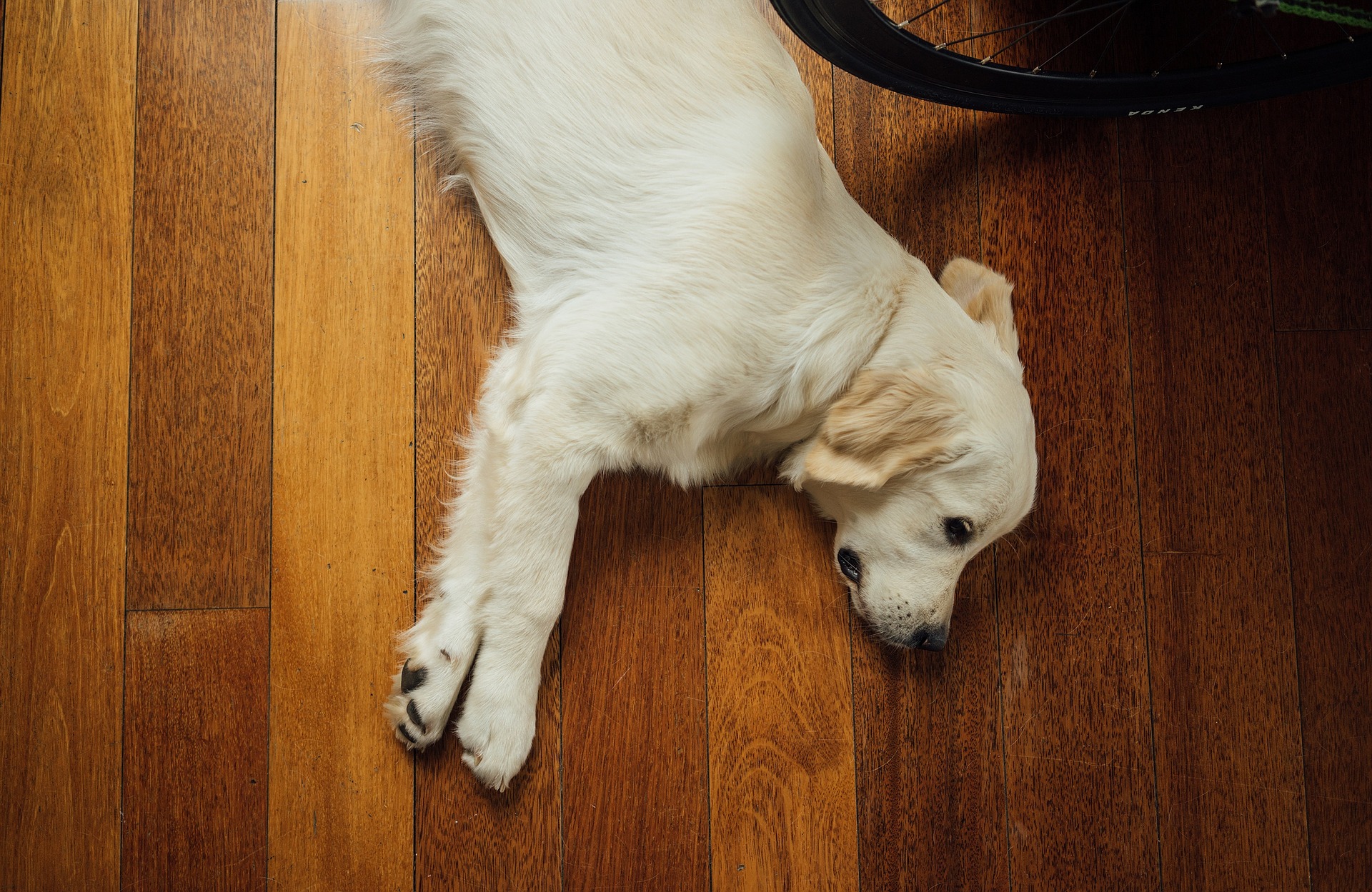 dog on floor