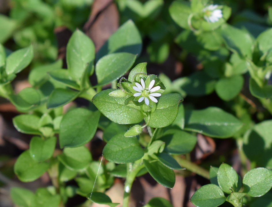 Photograph of Chickweed, a green groundcover plant with small white flowers