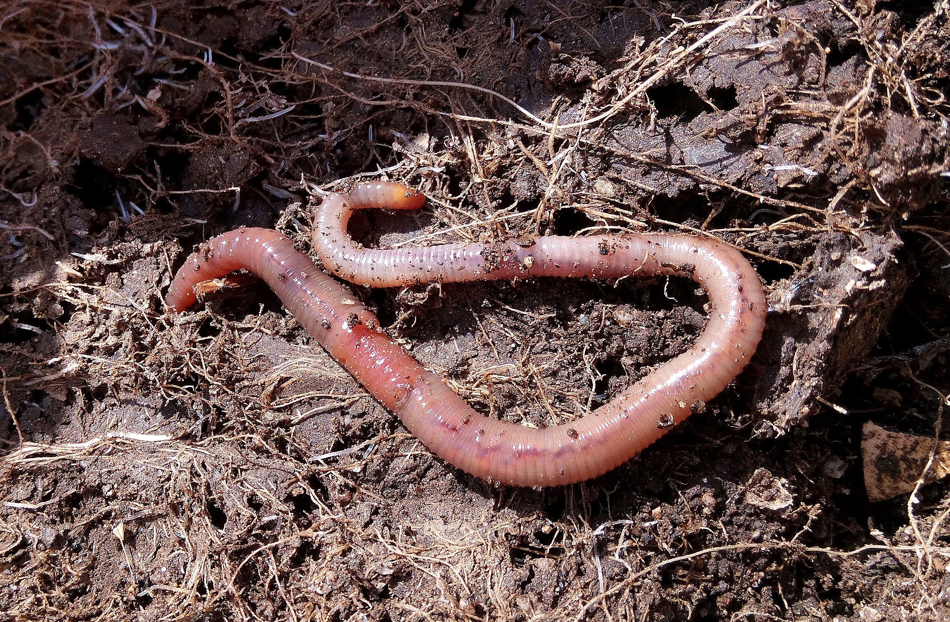 worm on dirt