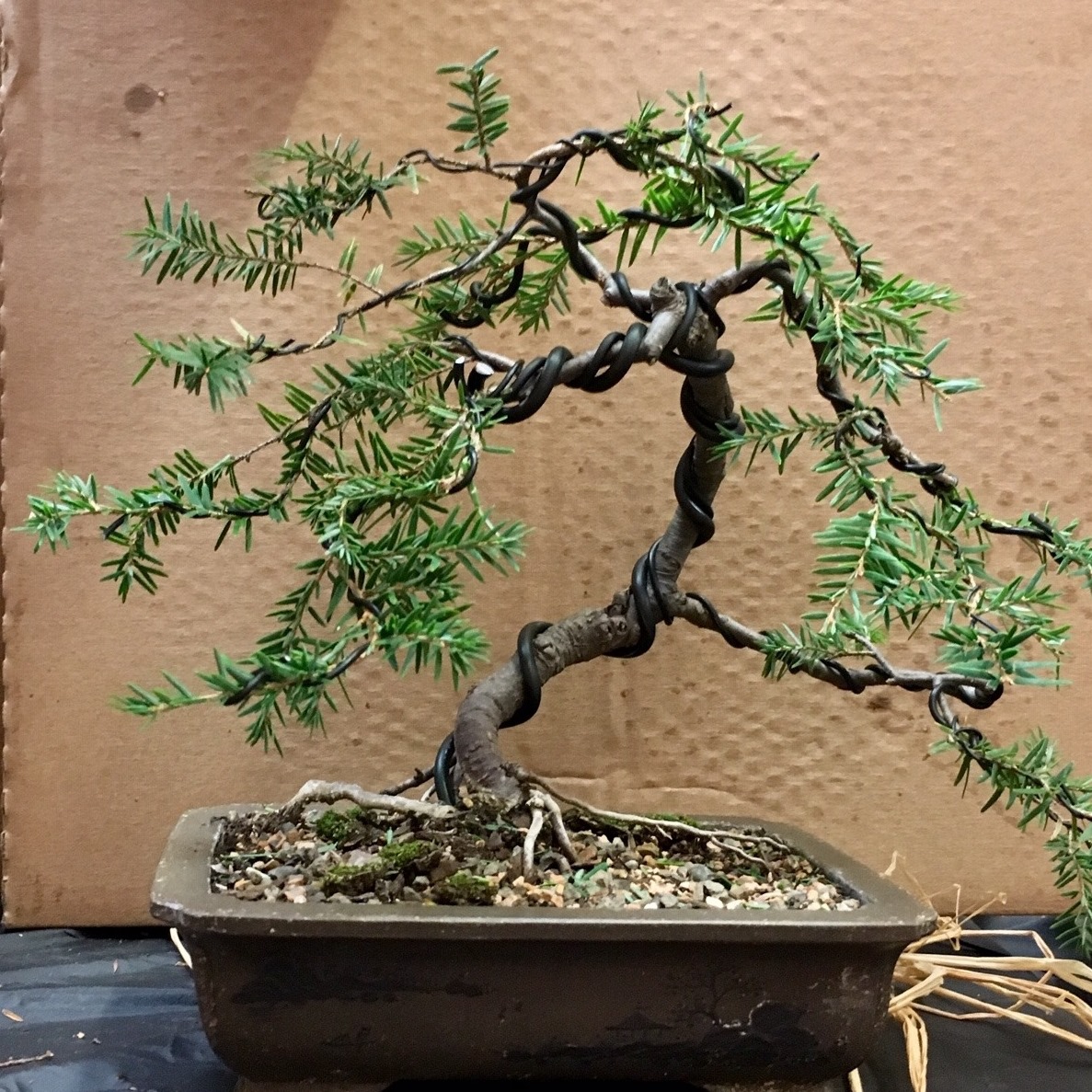 a bonsai pine tree wired in a pot