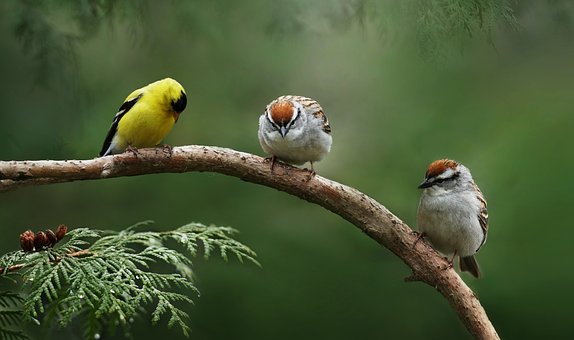 Photo of goldfinch and sparrows on branch