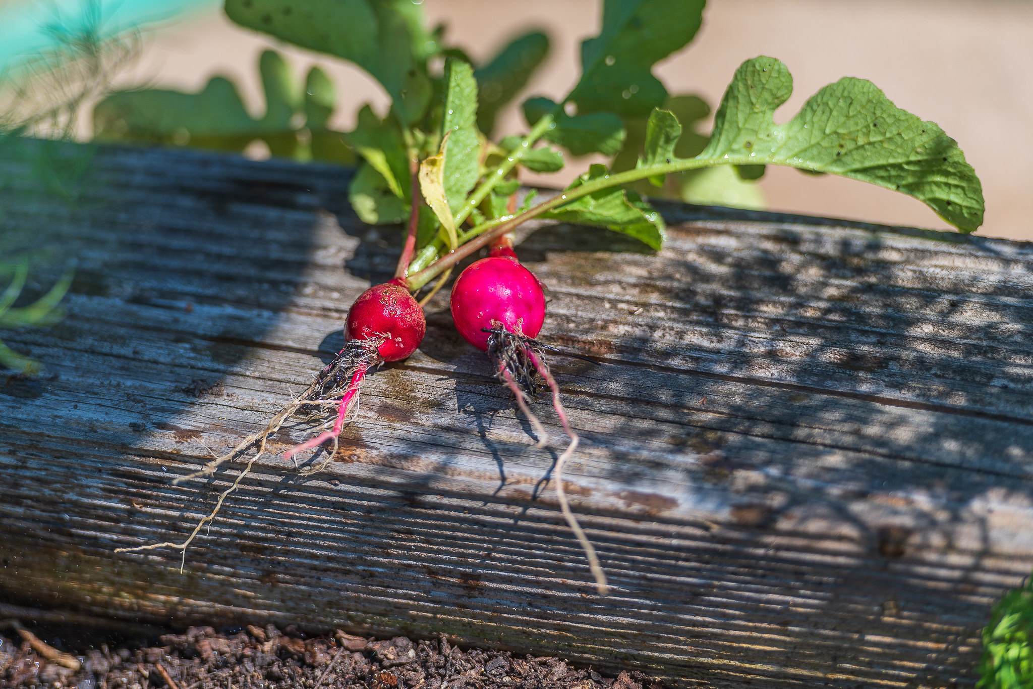 Small red radishes laying on a wooden beam