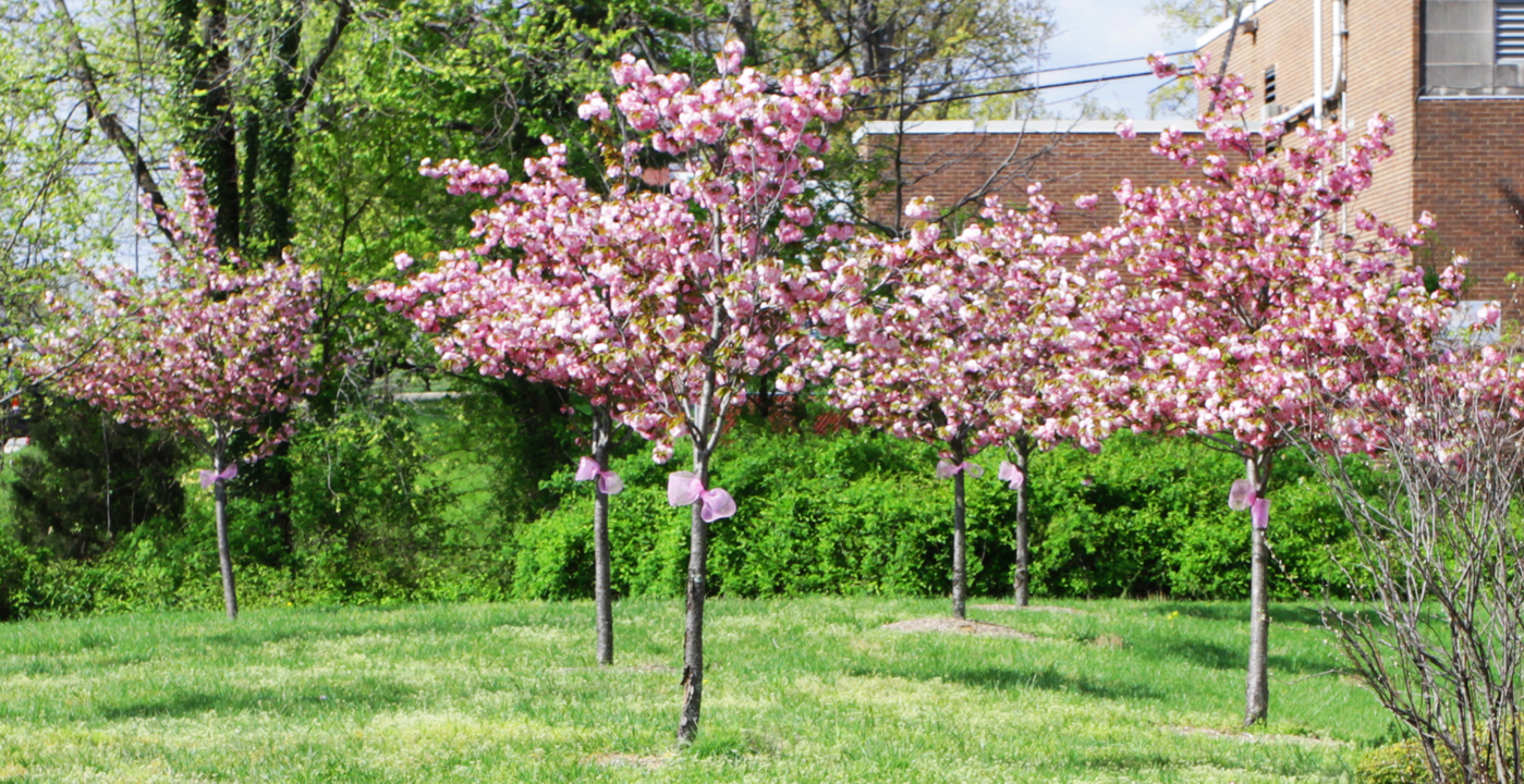 six cherry blossom trees in bloom with light pink flowers, in a grassy open space in front of a building