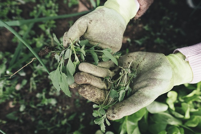 gloved hands holding herbs above a garden