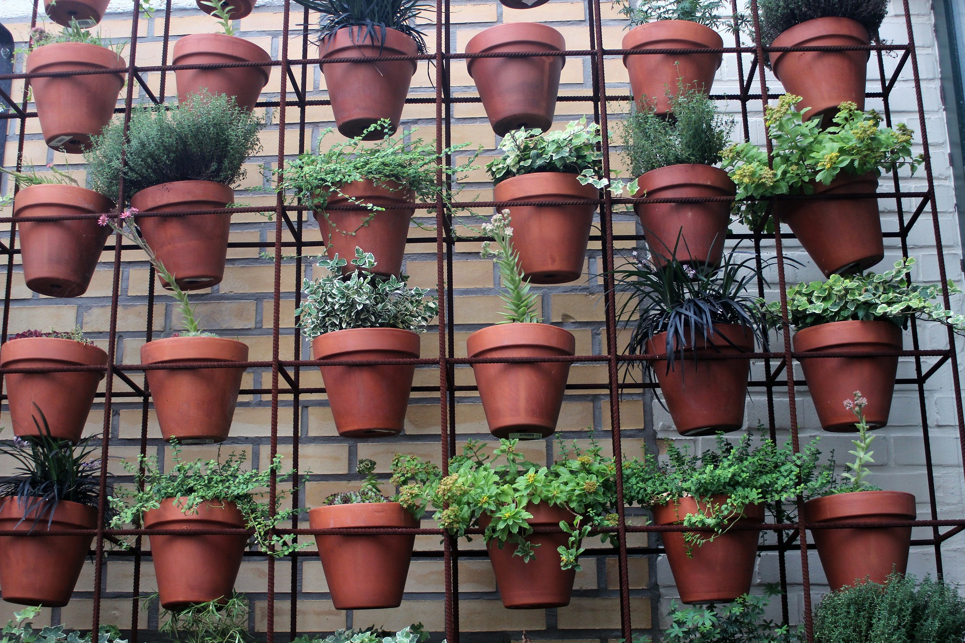 terracotta plant pots with greenery growing in them are arranged in a grid on a large black wire rack against a wall