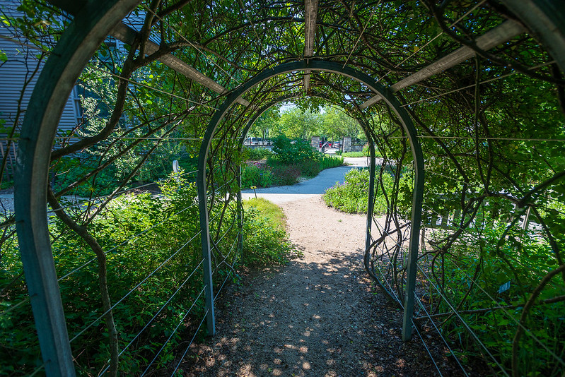 looking through an arched trellis