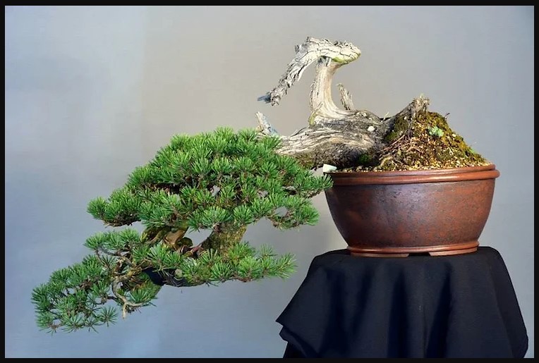A cascading bonsai juniper tree placed on a blacl tablecloth