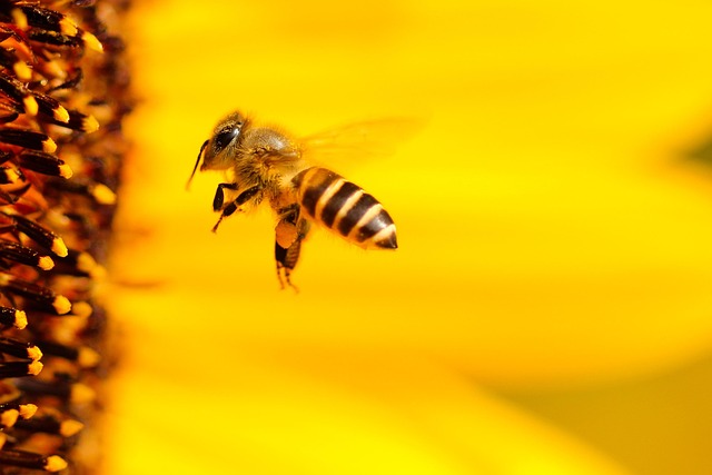 bee hovering over flower