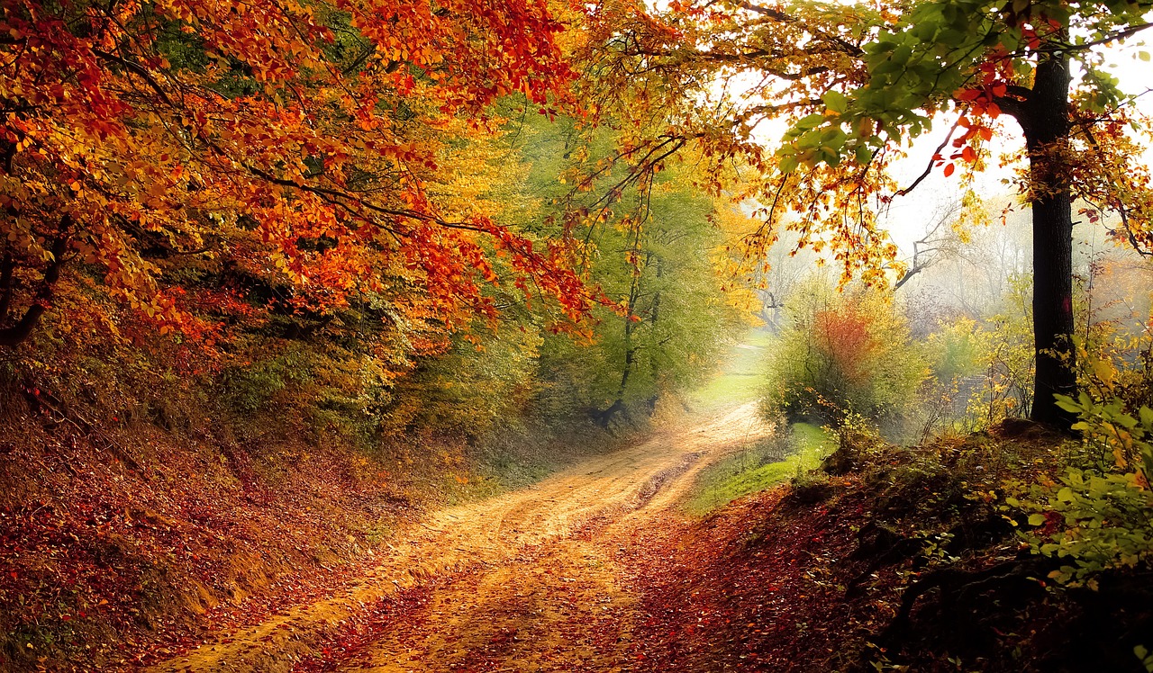 a trail with autumn colors