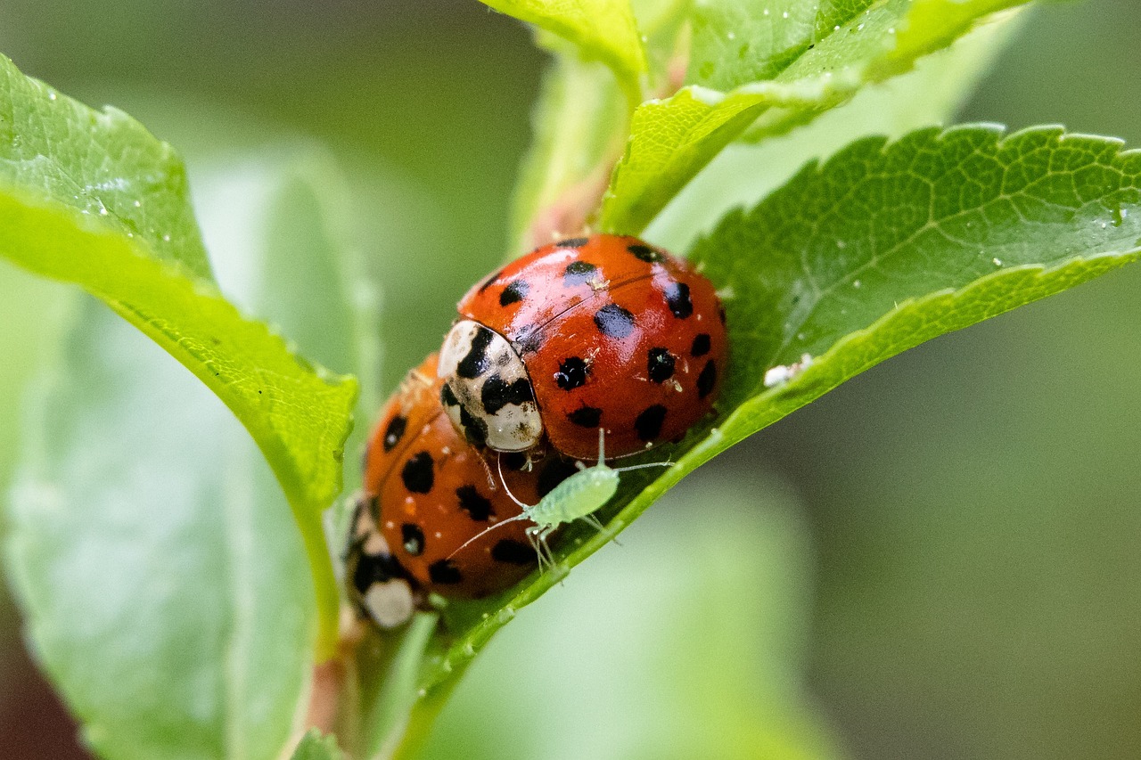 two ladybugs on a leaf with an aphid next to them