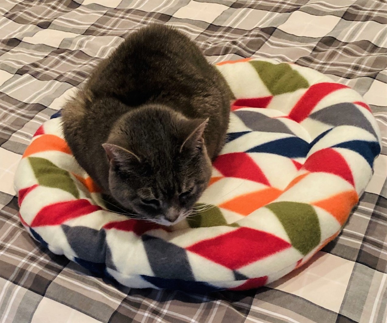 gray cat sitting on a colorful round pillow on a plaid background