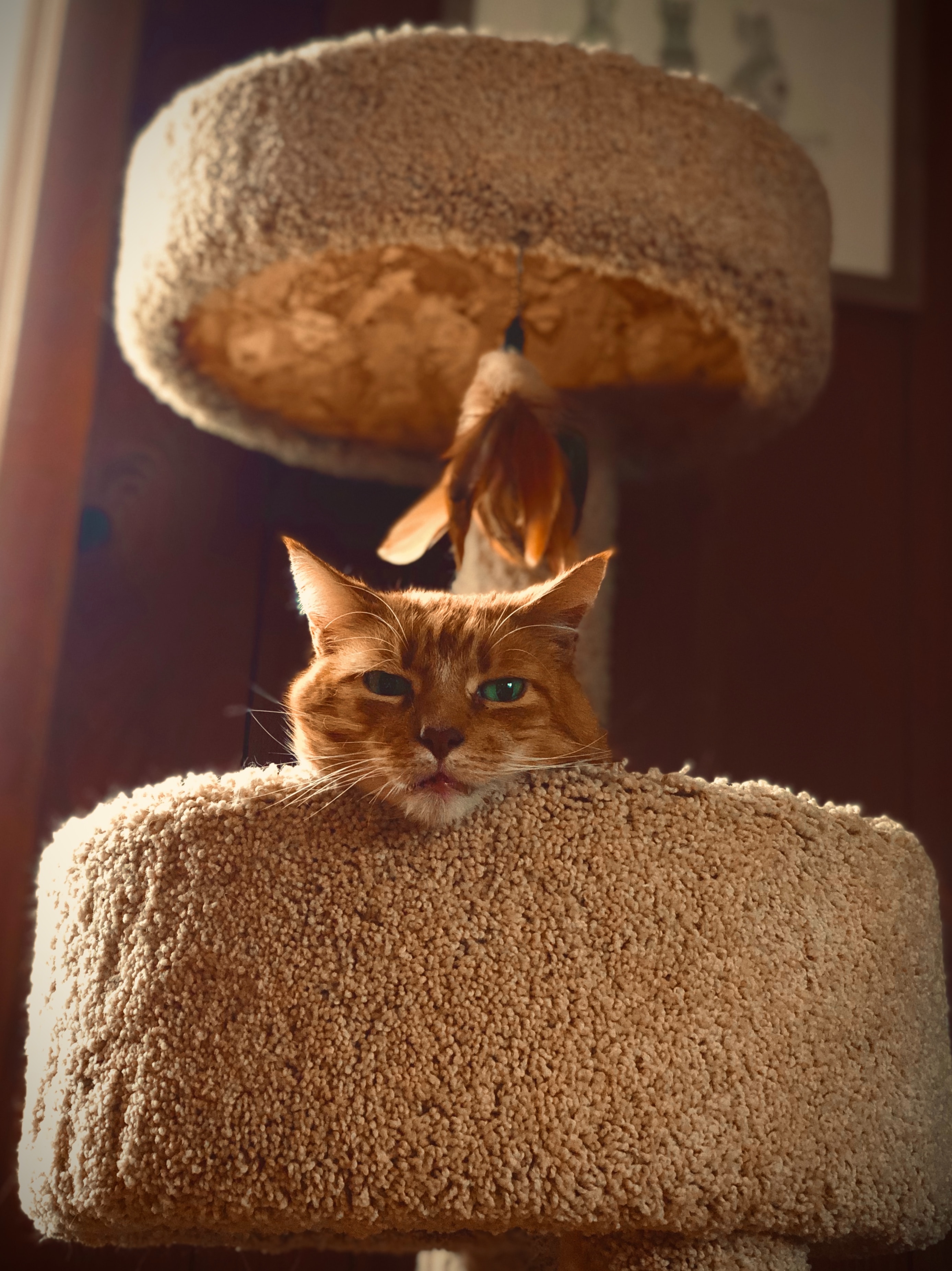 cat with green eyes on cat tree staring