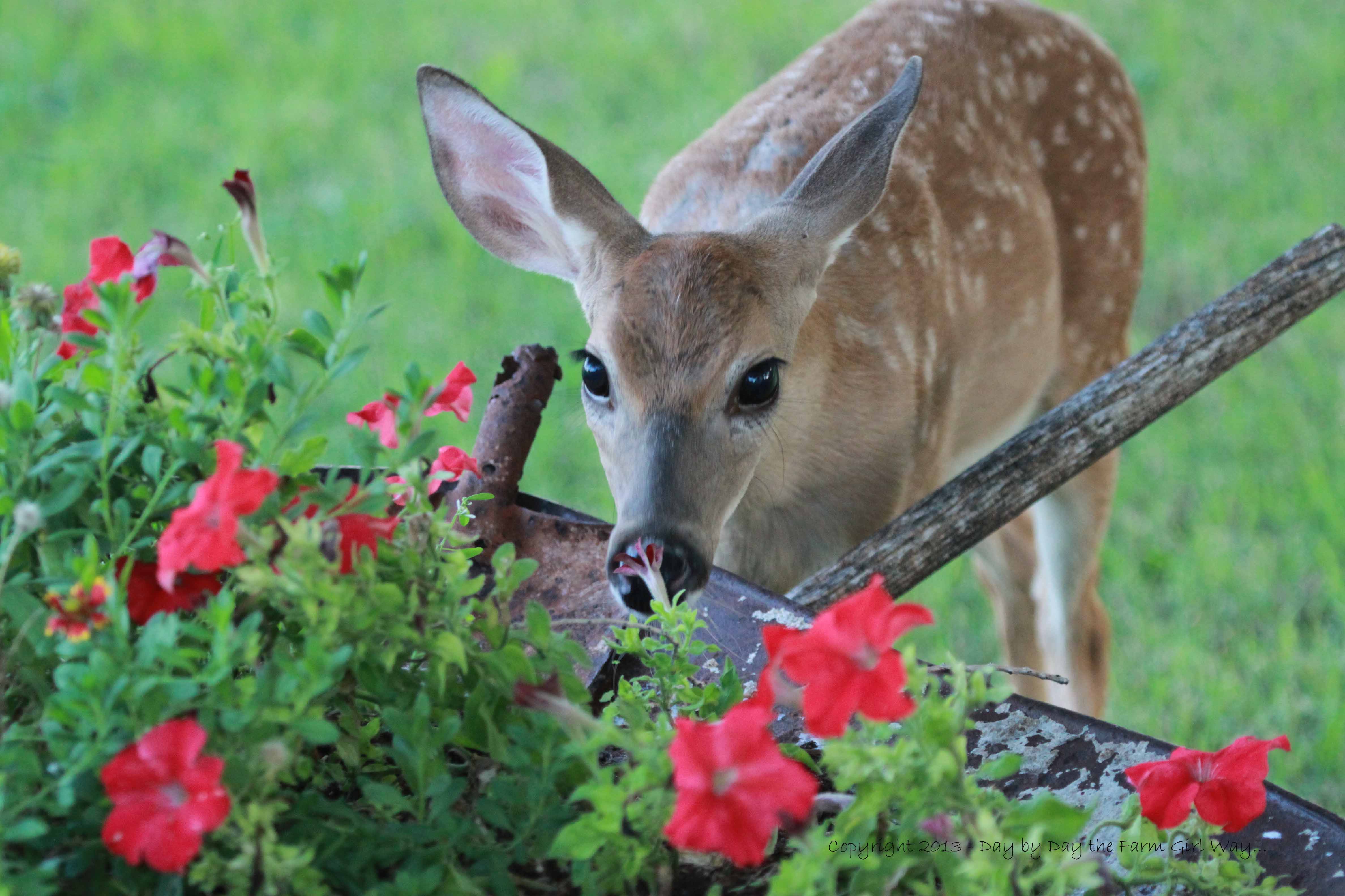 Deer eating rose bushes