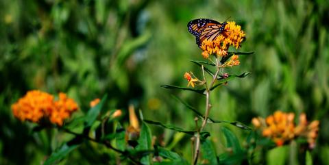 Flowers with butterfly