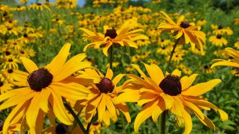 Black-eyed Susan image