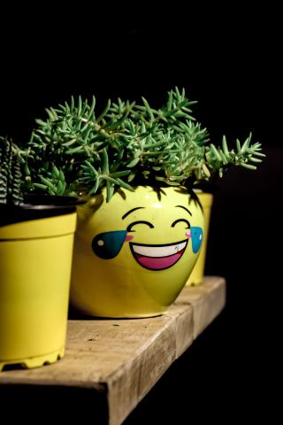 a small green plant in a yellow pot with a picture of a crying-laughing emoji on it