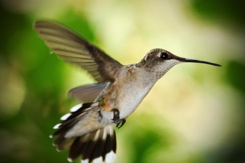 hummingbird in mid-flight