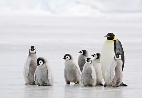 penguins