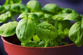 Herbs growing in a pot with leaves with water on them.