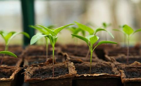 seedlings in paper growing pots