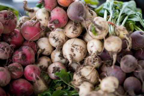 a large pile of freshly picked radishes with stems and leaves attached, of three different varieties; red, white, and purple