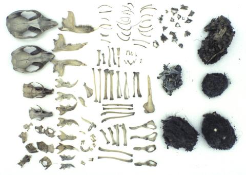 Bones dissected from an owl pellet. 