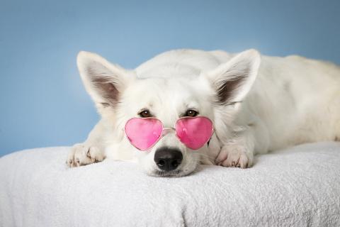 White dog wearing pink heart-shaped glasses.