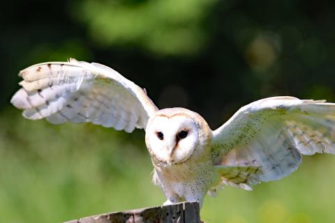 A barn owl with wings spread is perched on a tree stump