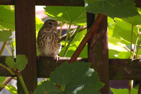 sparrow sitting on garden trellis