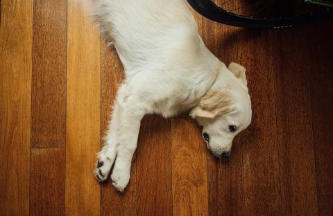 white dog laying on floor