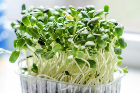 microgreen tray